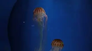 Amazing Jellyfish in the Wild 🐾 | Wildlife Video