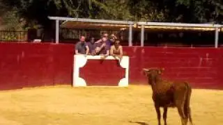 Baby Bull Running in Madrid