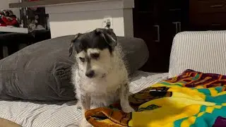 Update on my Dog and her behavior (Neveah) Senior dog, Cancer survivor,