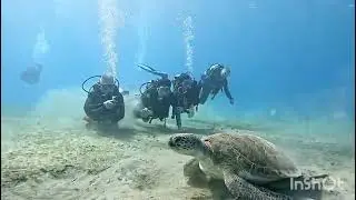 Best friends   #diving #redsea ##hurghada #egypt #turtles #padi #paditv