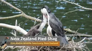 Pied Shag families at ZEALANDIA Wildlife Sanctuary 【New Zealand Birds】