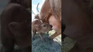 #Calf drinking milk from its mother