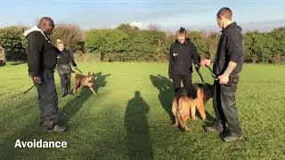 Dog On Dog Aggression the solution