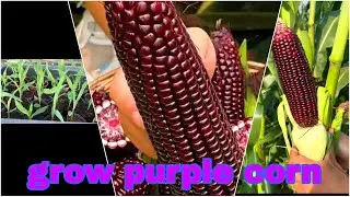 I have grown purple corn at home||나는 집에서 자주색 옥수수를 재배합니다.