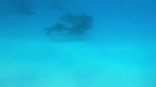 Dolphins in Maldives🐬