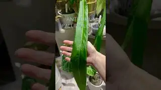 The EASIEST & Fastest Growing Anthurium? Anthurium Pallidiflorum! 🏎️ 🌱