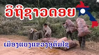 ชีวิตชาวดอยบ้านนาโฮมเมืองแบงแขวงอุดมไซ ຊີວິດຊາວດອຍບ້ານນາໂຮມເມືອງແບງແຂວງອຸດົມໄຊ