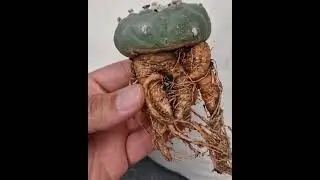 Lophophora / peyote  ,20 years of my research and work now paying off