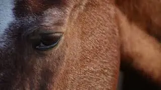 Horse Close-Up | Powerful Equine Eyes and Presence