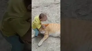Baby monkey Cubin and the cat are so cute