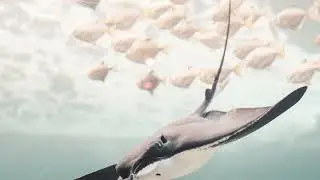 Animal studies! Whale, shark, Stingray of the sea, killer whale, sea ​​lion, seagulls, octopus&hellip;