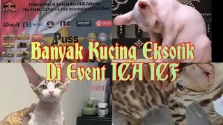 Event Push In Show || ICA - ICF || ITC Permata Hijau || 17-18 June 23