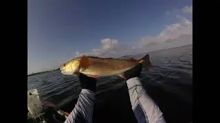 Inshore Topwater Fishing - Redfish - Jack - Trout