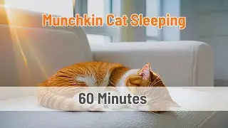 Munchkin cat sleeping with snoring sound for 1 hour