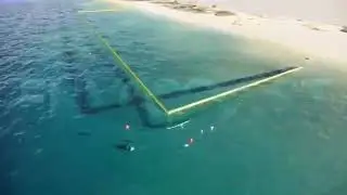 ENVO Sharks Net