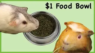 $1 guinea pig food bowl