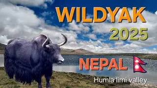 The mountains wild Yaks Humla 2025 #limivalley  #wildyaks #himalayan #wildlife #yakfight 