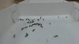 20251212_蚕本格孵化（飼育１日目）