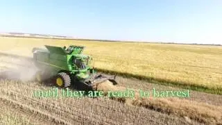 A Canola Story