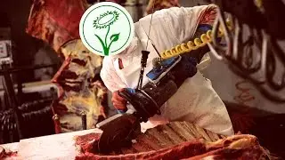 Martin Tom&aacute;nek &ndash; Pracoval na jatk&aacute;ch, v bour&aacute;rně, teď vegan (VeganFest 2017)