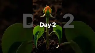✨ From a tiny seed to a fiery Sunburst Rose. Nature never ceases to amaze. #RoseTimeLapse
