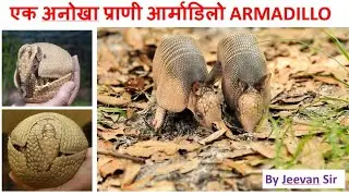 आर्माडिलो जीव के बारे में कई रोचक तथ्य || Armadillo || अद्भूत जीव ||@TheGurujeevansir