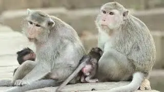 Loni Mama and  Piper Sit  care Her Bb Beside Pool Side  on Feb14.2024/Vs.2520-Ambers