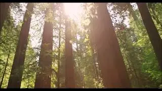 CiCO - ALBERO CHE CAMMINA
