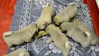 Толпа мопсов и кость!