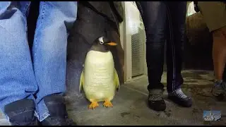 Penguin Encounter - Up Close Tour - Sea World - Orlando Florida