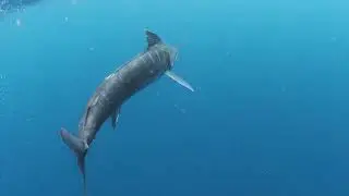 IGFA Billfish Research and Conservation Endowment 1
