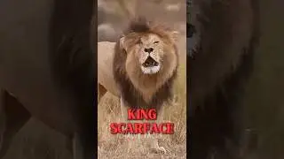 most powerful lion ever lived 🦁