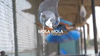 MolaMola diving center