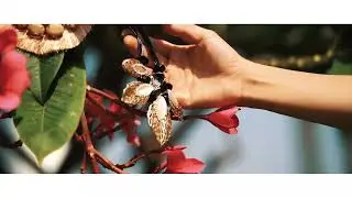 Minibo - Promo