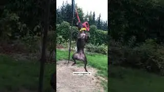 strength training for bullys..🐗#springpole #strenthtraining #viral #dogs