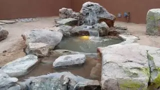Complete Pond with Oasis Aquatics