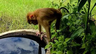 Monkey Yaya wants to play in the rain.Monkey.Monkeys,Yaya