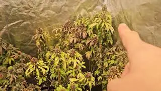2024 Christmas 🎄 harvast skunk bud $ bubba kush $ and weapon X