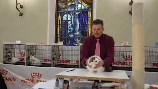 Regional Show CFA Bilbao 2023, GC RW Chicarabian Bandolero of Casa Belich juez Russell Webb