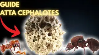 How to Care for Atta Cephalotes (Leaf-Cutting Ants) in Captivity ? (Full Guide)