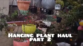 Hanging plants collection part 2🥰 😎, hena's passion 