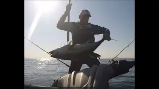 The wait is over, Tuna are back in Town.