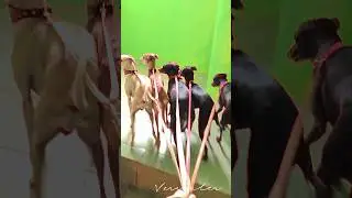 🐕Борзая свора #собаки #левретки #приколы #pets #animals #greyhound #iggydog #ig #power #speed #roar