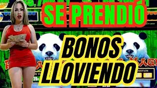 Panda Magic SE PRENDI&Oacute; 🔥 $12.50 la apuesta y los bonos NO PARABAN