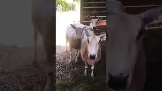 Bluefaced Leicester sheep that just added to the farm
