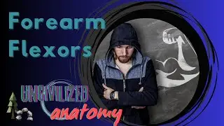 UV Anatomy: Forearm Flexors