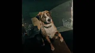 Buck was sold - Call of the wild 