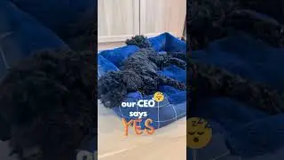 Our CEO's favourite frequency 💤 #doglife #sleepmusic #puppy