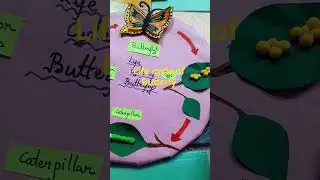 Life cycle of Butterfly 🦋🦋 #project #sciencemodel #biologymodel #lifecycleofbutterfly #projectwork