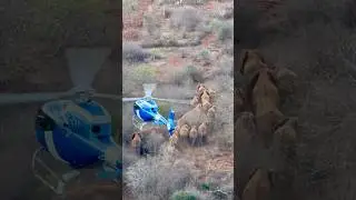 One Afternoon, 31 Elephants Shepherded to Safety | Sheldrick Wildlife Trust